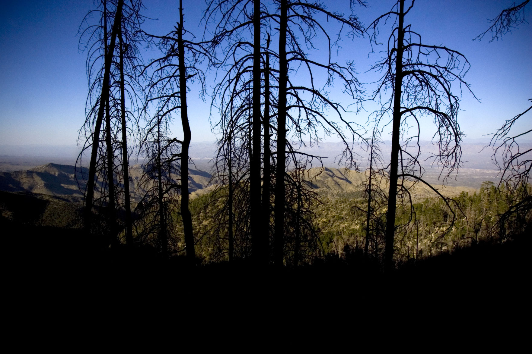 Trails on the eastern slopes of the Santa Catalina Mountains